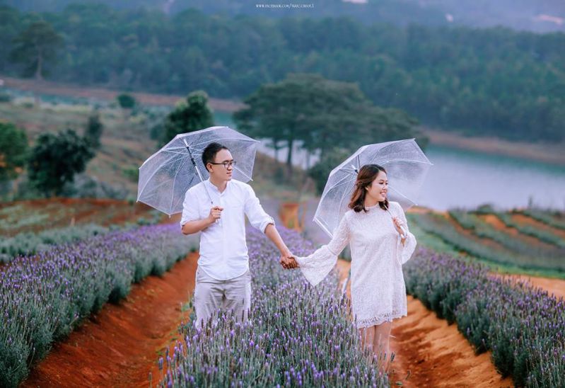 Cánh Đồng Hoa Lavender Đà Lạt