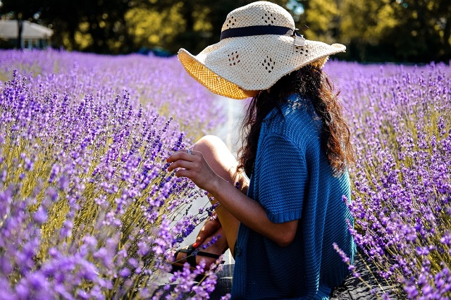 địa chỉ cánh đồng hoa lavender đà lạt