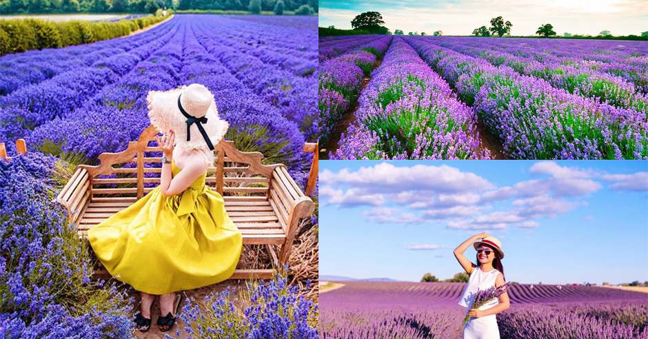 vườn hoa lavender đà lạt nở vào tháng mấy