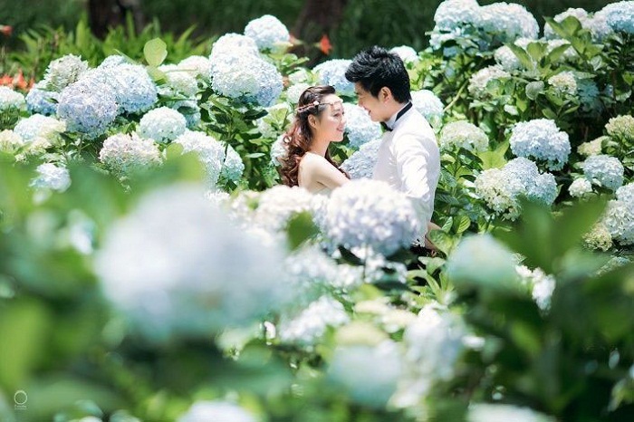 chụp ảnh cưới tại cánh đồng hoa cẩm tú cầu
