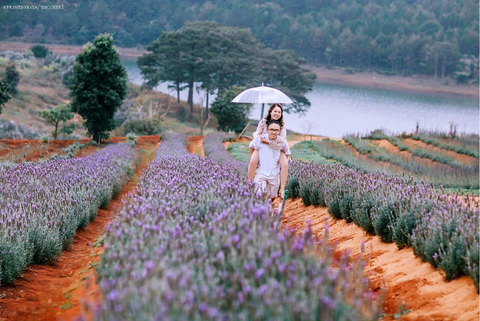Hoa Lavender Đà Lạt