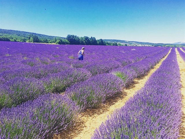 cánh đồng hoa lavender đà lạt