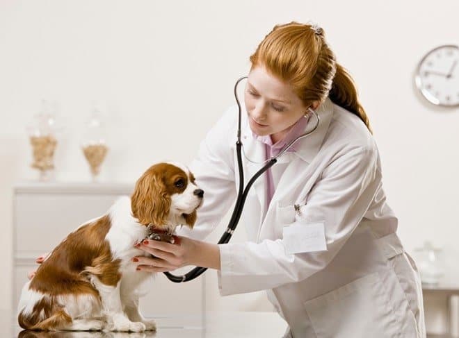 dịch vụ chăm sóc cún ở Đà Lạt